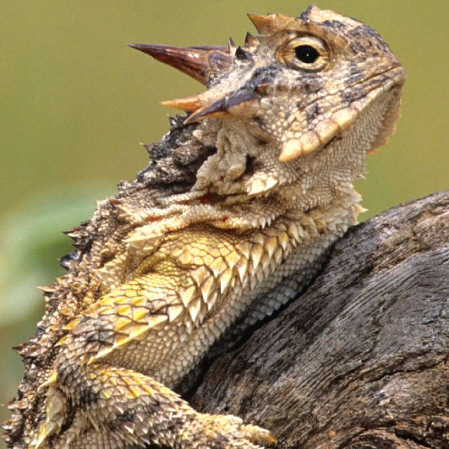 Kenedy, Texas - Horned Toad Capital of Texas